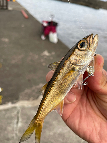 クロムツの釣果