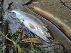 アマゴの釣果