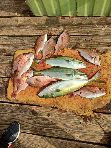 マダイの釣果