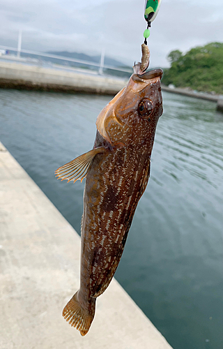 アイナメの釣果