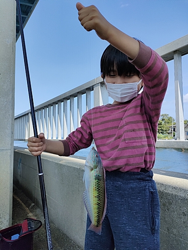 アイナメの釣果