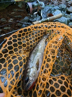 ヤマメの釣果