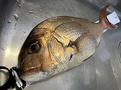 マダイの釣果