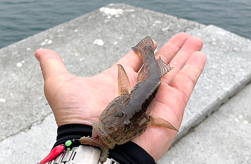 マハゼの釣果