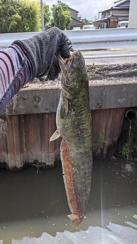 ナマズの釣果