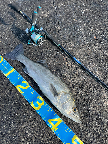 セイゴ（マルスズキ）の釣果