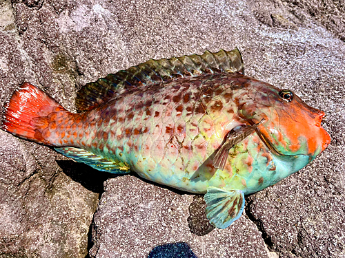 ブダイの釣果