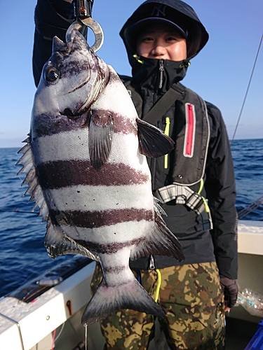 イシダイの釣果