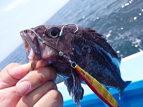 クロソイの釣果