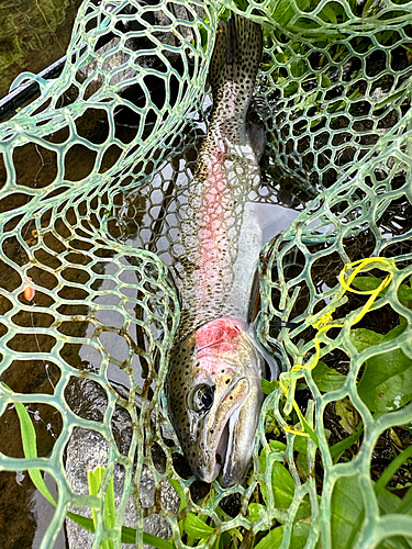 ニジマスの釣果