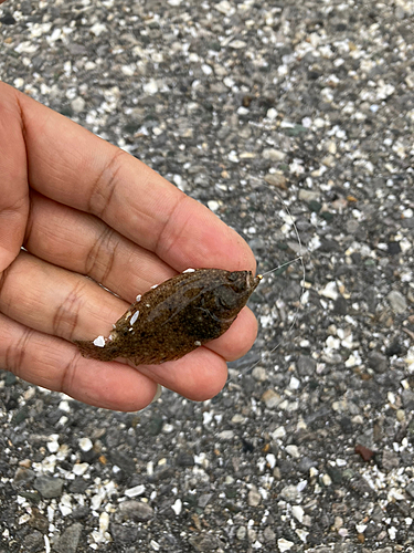 キスの釣果