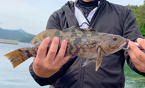 アイナメの釣果