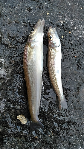 シロギスの釣果