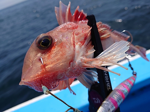 カナガシラの釣果