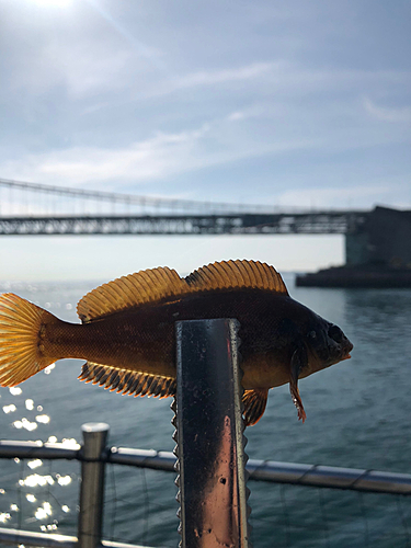 イソベラの釣果