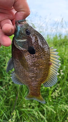 ブルーギルの釣果