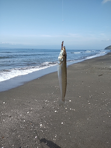 キスの釣果