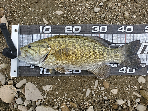 スモールマウスバスの釣果