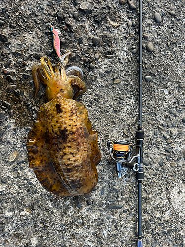 コウイカの釣果