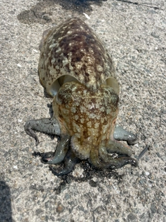 コウイカの釣果