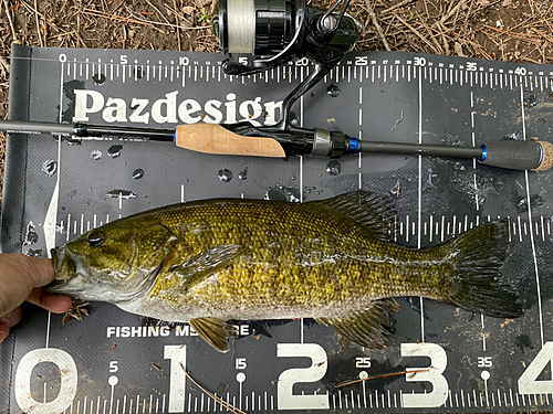 スモールマウスバスの釣果