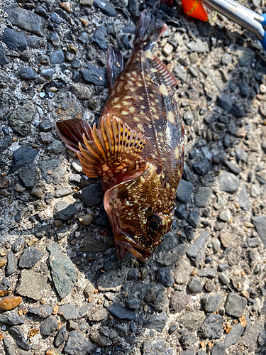 カサゴの釣果