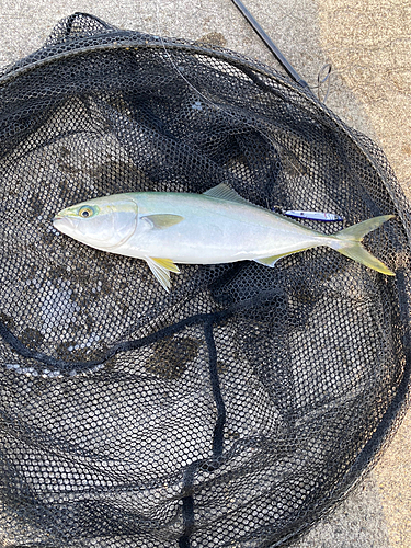 ワカシの釣果