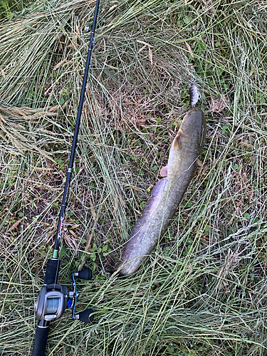 ナマズの釣果