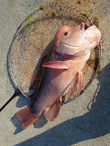 コブダイの釣果