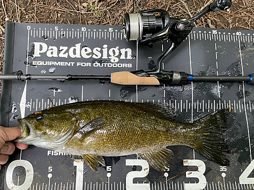 スモールマウスバスの釣果