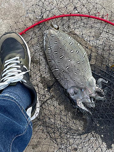 モンゴウイカの釣果