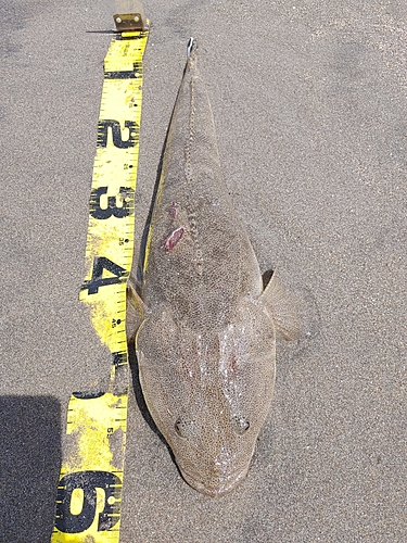 マゴチの釣果