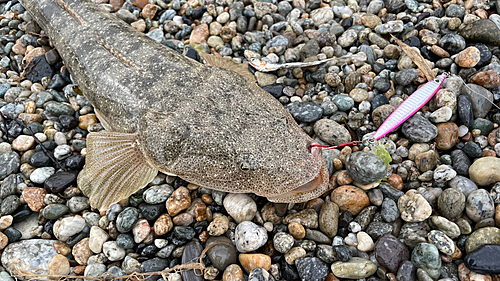 マゴチの釣果