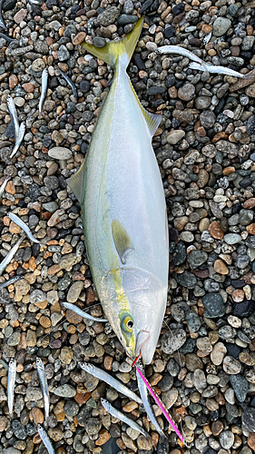 イナダの釣果