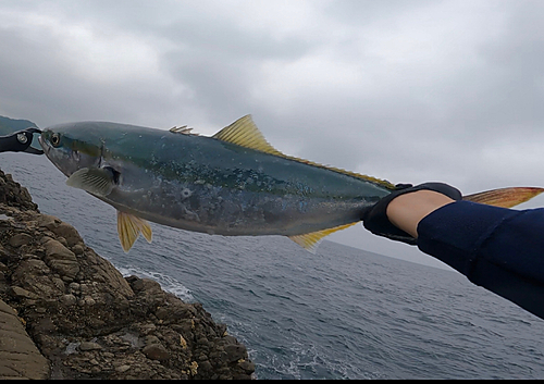 ヤズの釣果