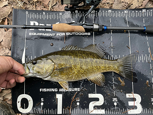 スモールマウスバスの釣果