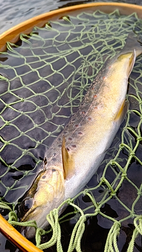 ブラウントラウトの釣果