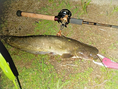 ナマズの釣果