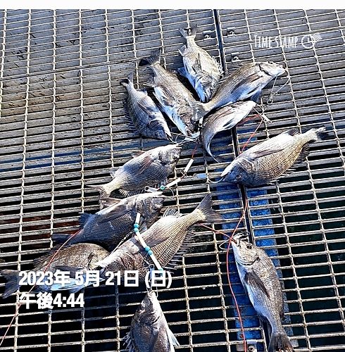 チヌの釣果