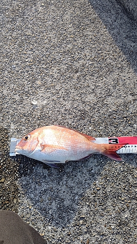 マダイの釣果