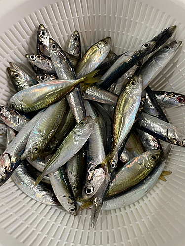 アジの釣果