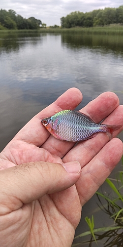 タナゴの釣果