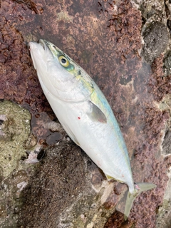 イナダの釣果