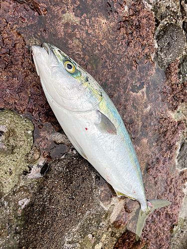 イナダの釣果