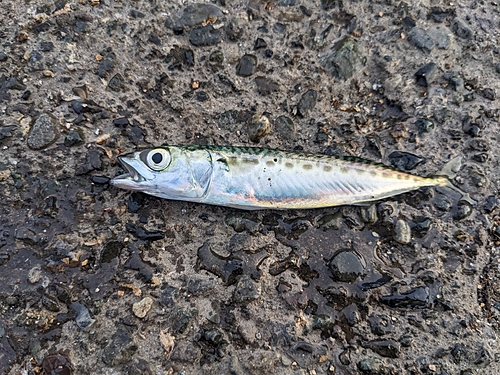 サバの釣果