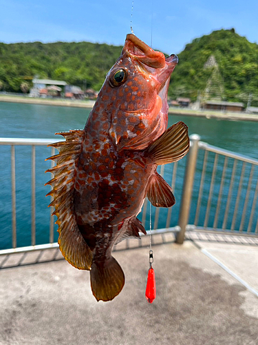 アコウの釣果