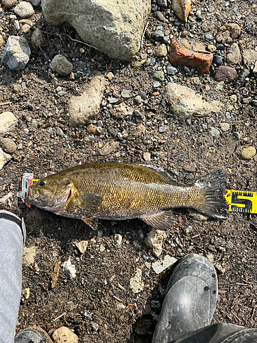 スモールマウスバスの釣果