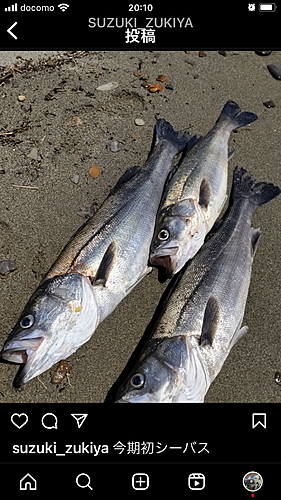 スズキの釣果