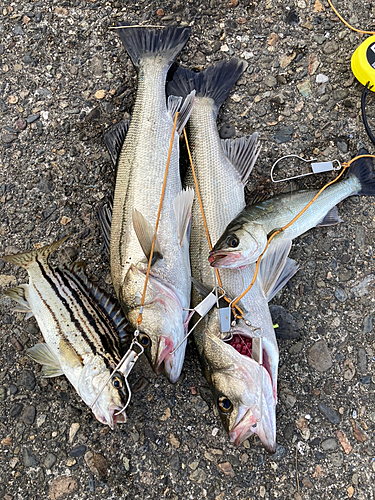 シーバスの釣果