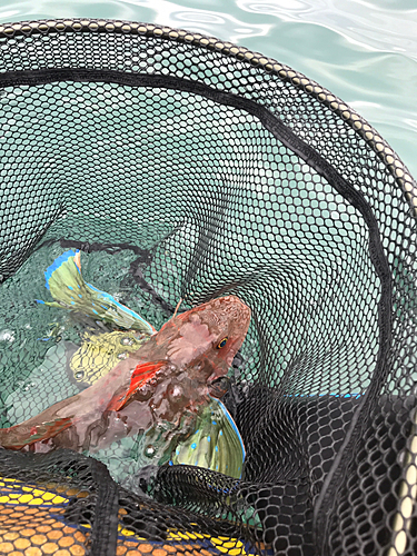 ホウボウの釣果